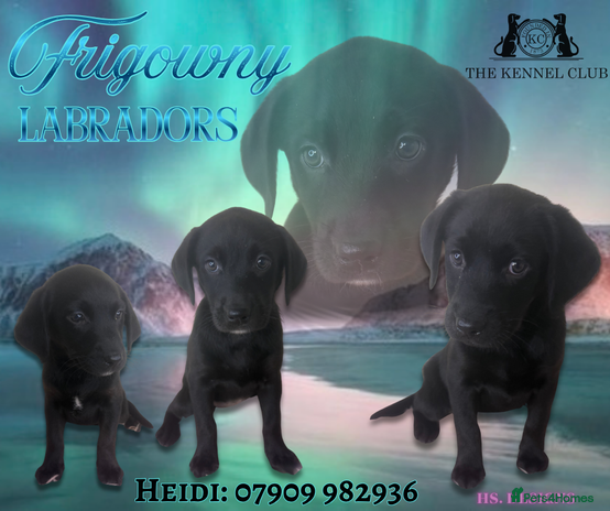 Labrador Retriever dogs - Advert 12