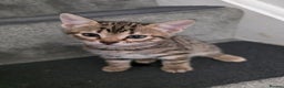 Bengal cats for sale: Beautiful bengal cross kittens - Advert 15