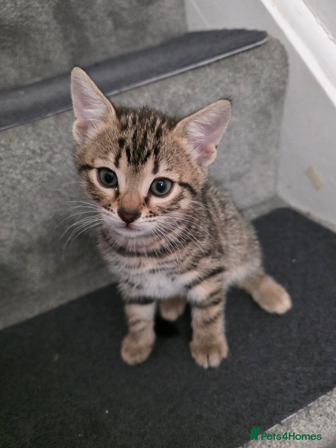 Bengal cats for sale: Beautiful bengal cross kittens - Advert 15