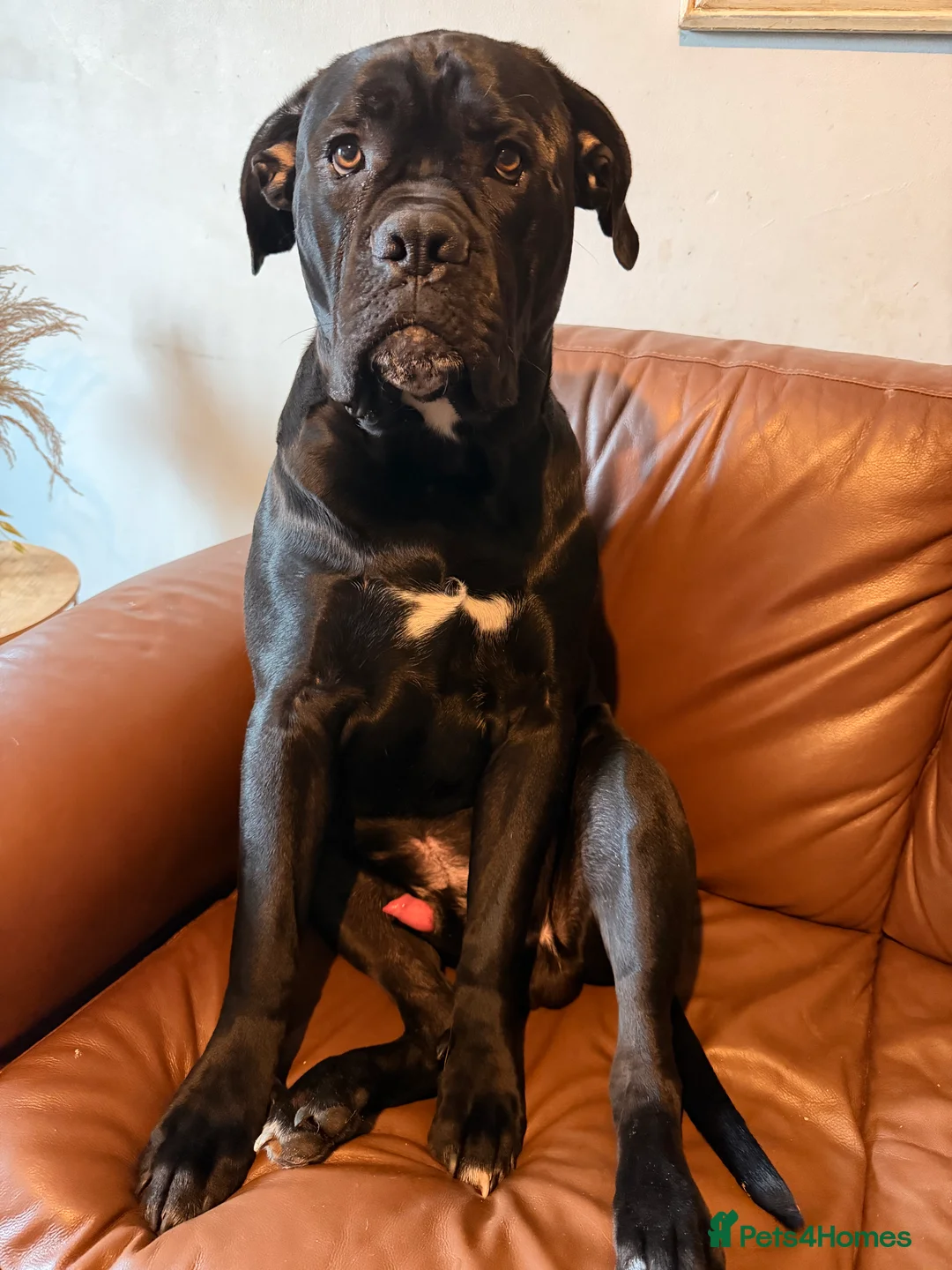 Cane Corso dogs for sale: Zeus  - Advert 5