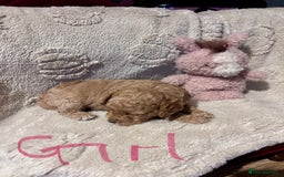 Cockapoo dogs for sale: Toy cockapoo puppies 3 boys 2 girls fox red  - Image 10