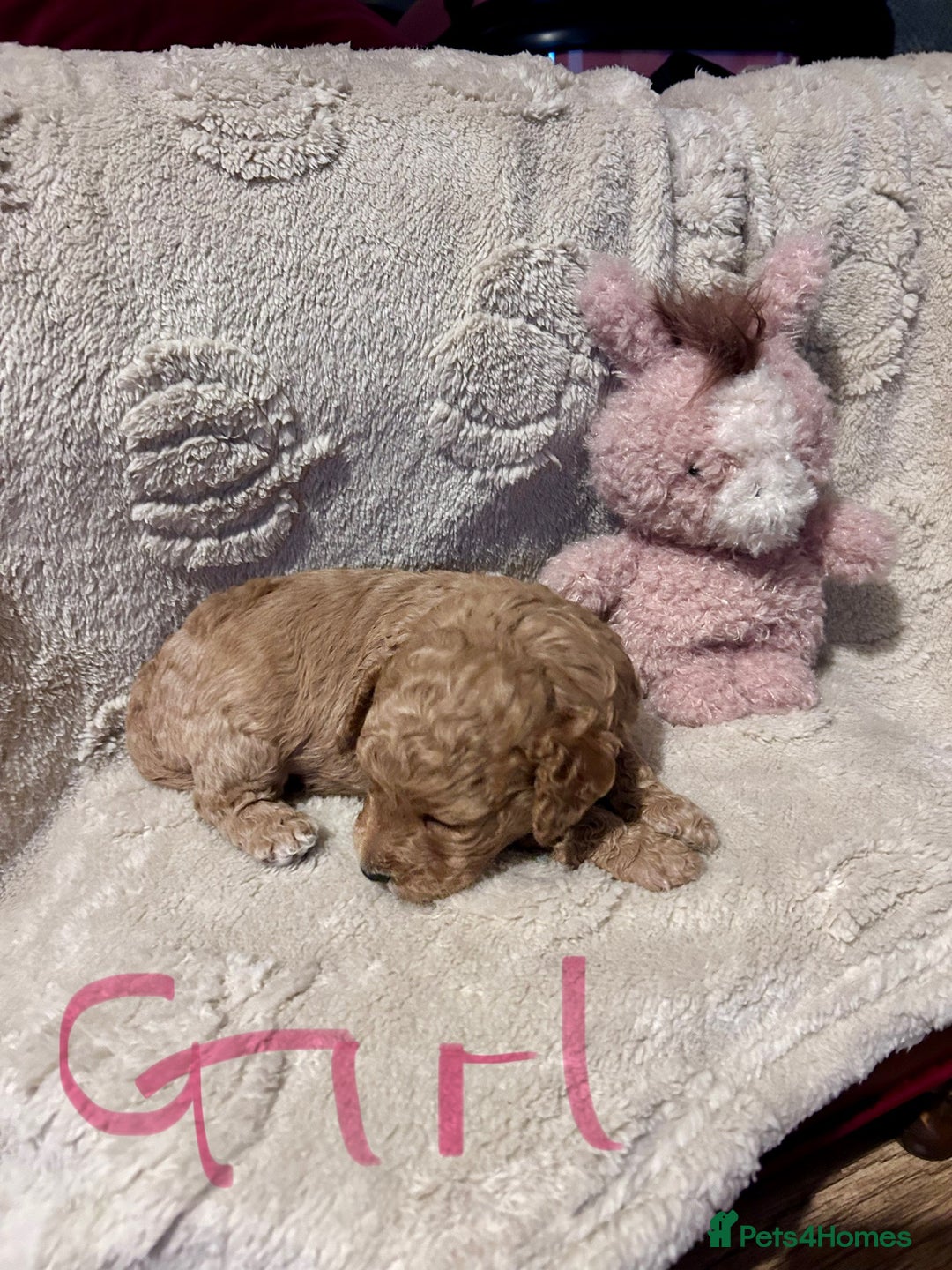Cockapoo dogs for sale: Toy cockapoo puppies 3 boys 2 girls fox red  - Image 10