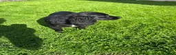 Cockalier dogs for sale: Fully vaccinated  - Advert 2
