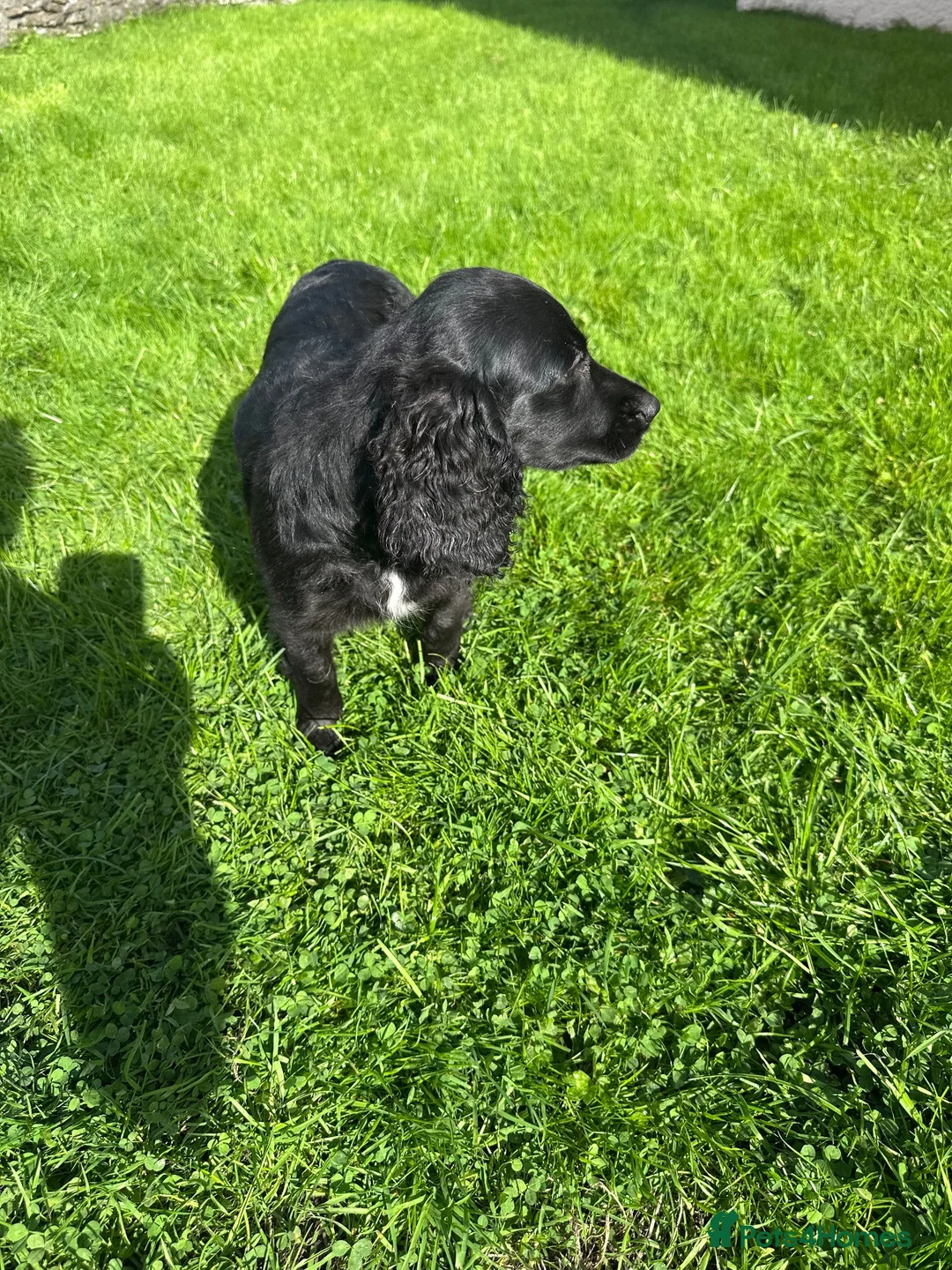 Cockalier dogs for sale: Fully vaccinated  - Advert 2