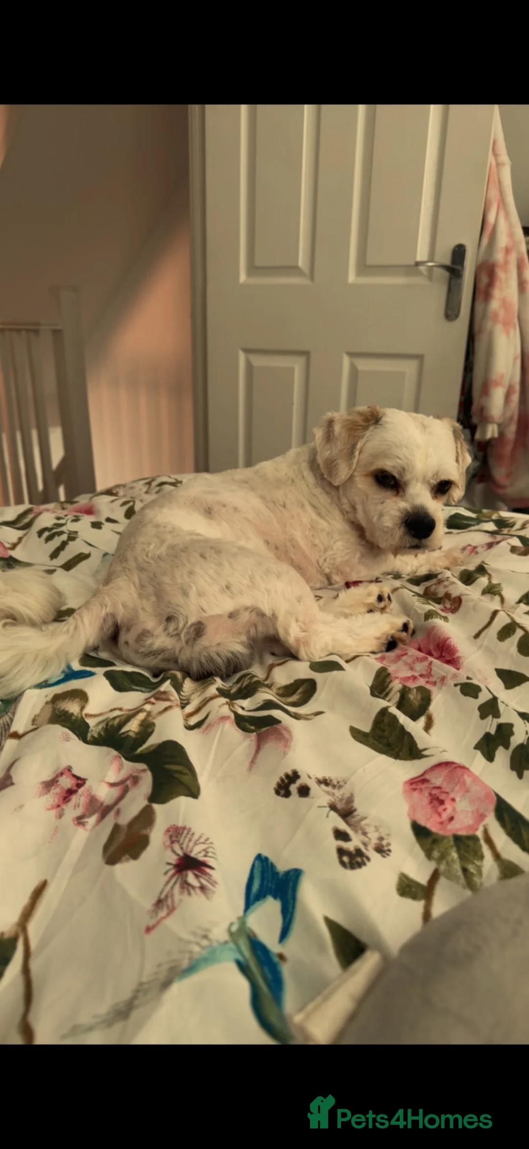 Shih Tzu dogs for stud: STUD male  - Advert 2