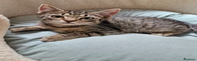 Mixed Breed Kitten 1