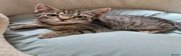 Mixed Breed cats for sale: Playful Kittens - Advert 18
