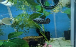 Bettas fish for sale: Tropical fish,betta samurai,angels,kribs,bn plecos - Image 2