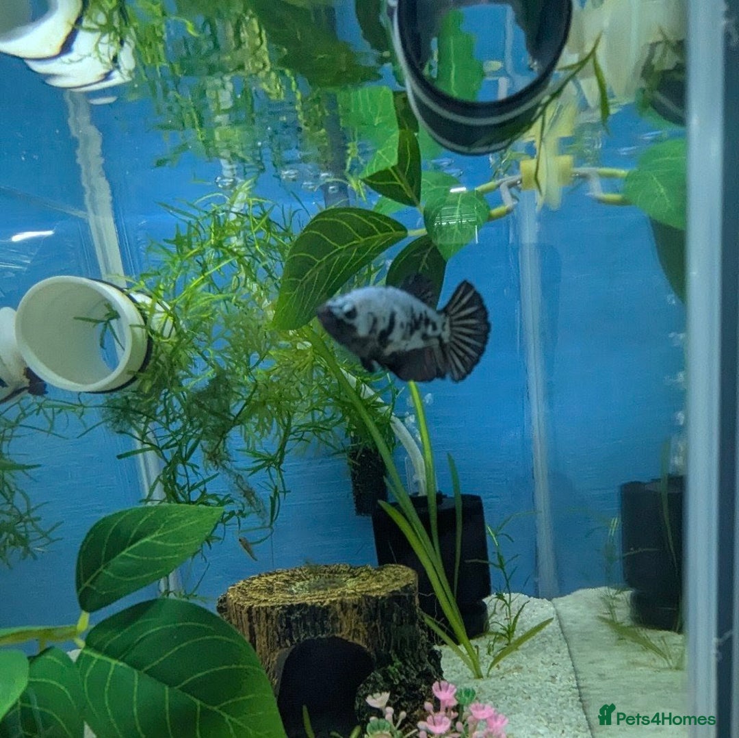 Bettas fish for sale: Tropical fish,betta samurai,angels,kribs,bn plecos - Image 2