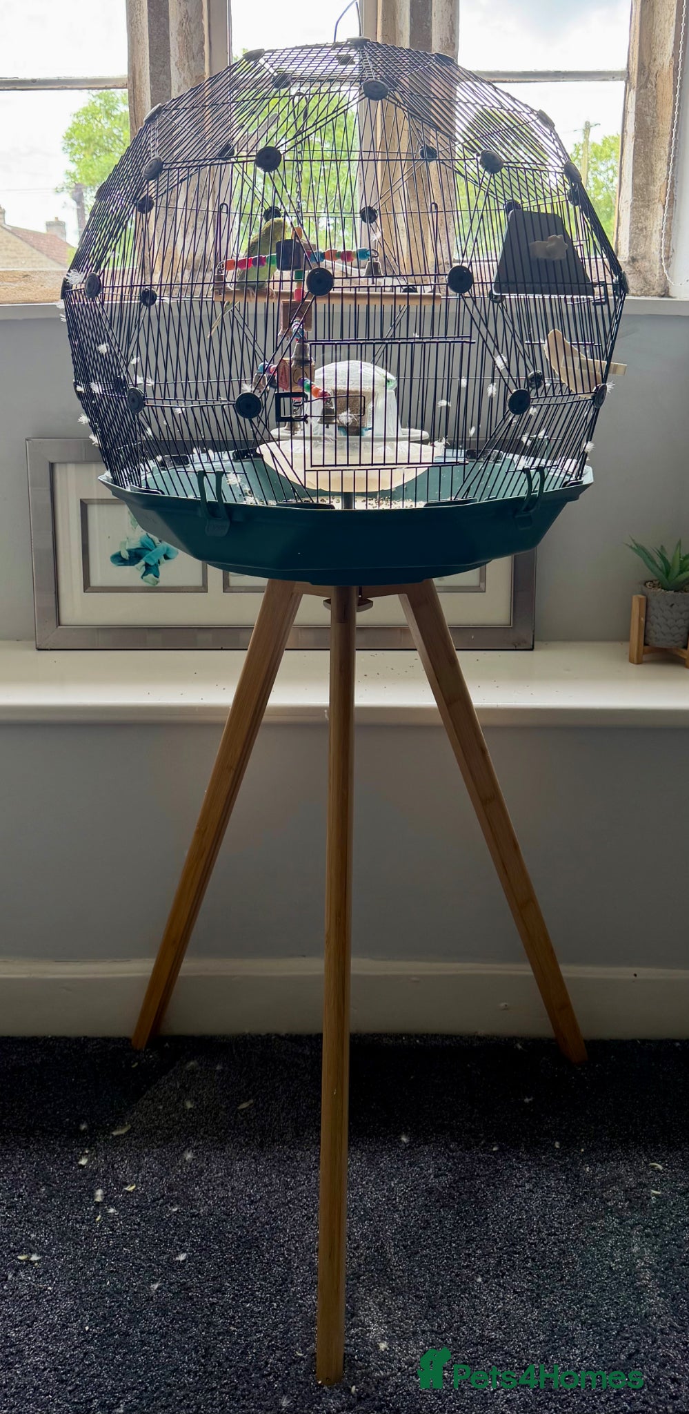 Budgerigars birds for sale: 3 year old Budgie - For Sale - Advert 5