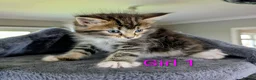 Mixed Breed cats for sale: Gorgeous Tabby Kittens for sale Ready June 17 - Advert 9