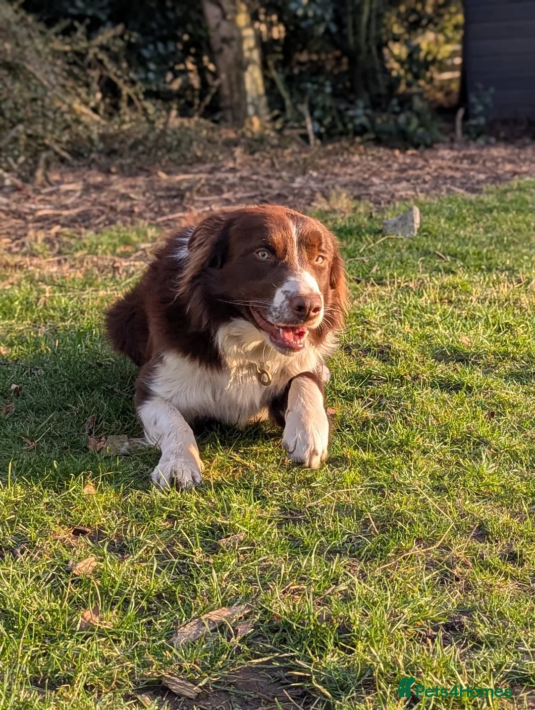 Border Collie dogs for stud: Award Winning Red and White Border Collie for stud in Ilkley - Advert 3