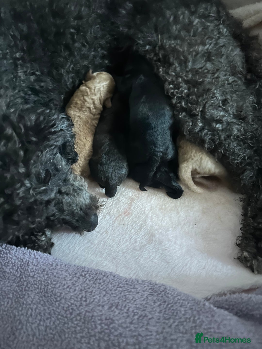 Toy Poodle dogs for sale: Toy poodle puppies - Image 7