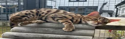 Bengal cats for sale: Beautiful Brown Spotted Bengal Female Wanda - Advert 7