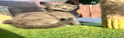 Mixed Breed cats for sale: 😍British Shorthair &Maine Coon 😍 - Advert 4