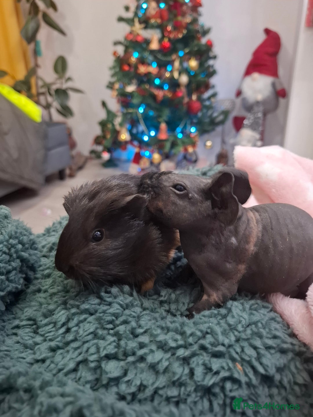 Guinea Pig rodents for sale: Adorable skinny boars - Advert 7