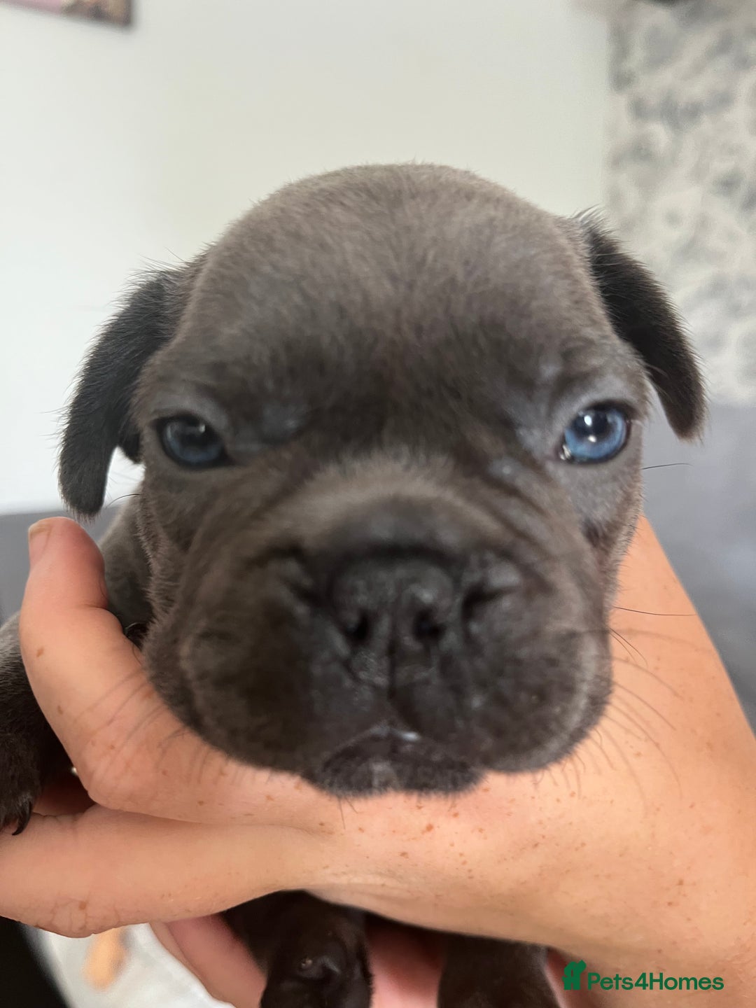 French Bulldog dogs for sale: french bull dog pups for sale - Image 4