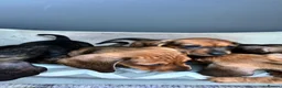 Miniature Dachshund dogs for sale: MINIATURE dachshund puppies UNIQUE fur patterns - Advert 6