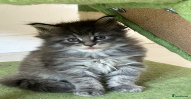 Maine Coon cats - Advert 13