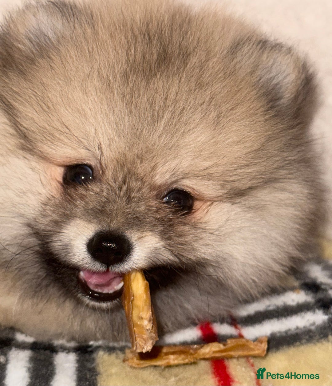 Pomeranian dogs for sale: ✨🐶Small Teddy Bear🧸 SKY🩵BLUE EYE 👀POMS🐶✨ - Advert 38