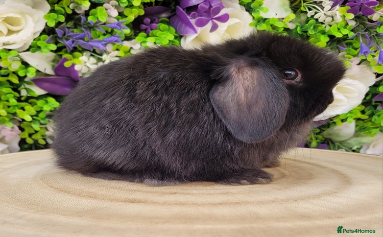 Mini Lop rabbits - Advert 7