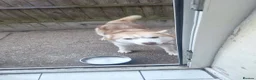 Siberian Husky dogs for sale: Siberian husky - Advert 4
