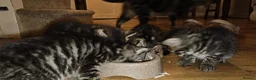 British Shorthair cats for sale: 5 male tabby kittens  - Advert 9