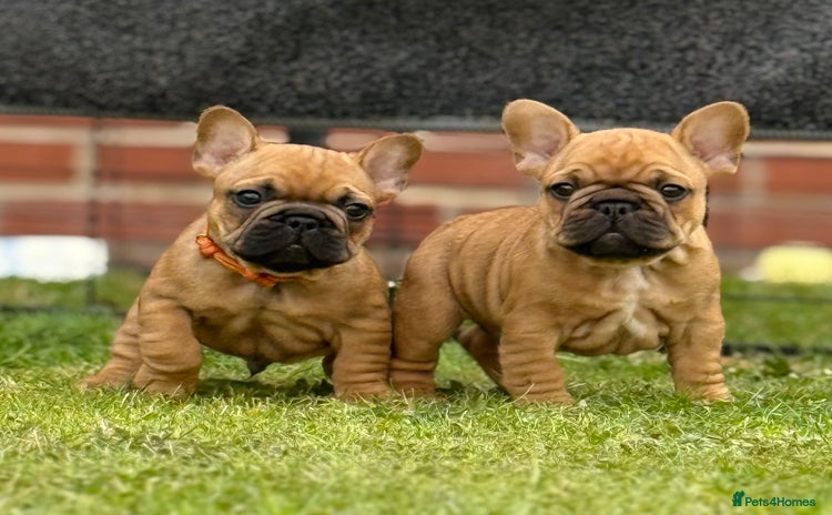 French Bulldog dogs - Advert 4