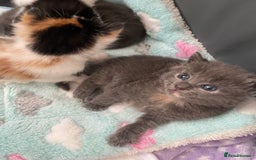 Domestic Shorthair cats for sale: Four kittens, 4 weeks old - Image 8