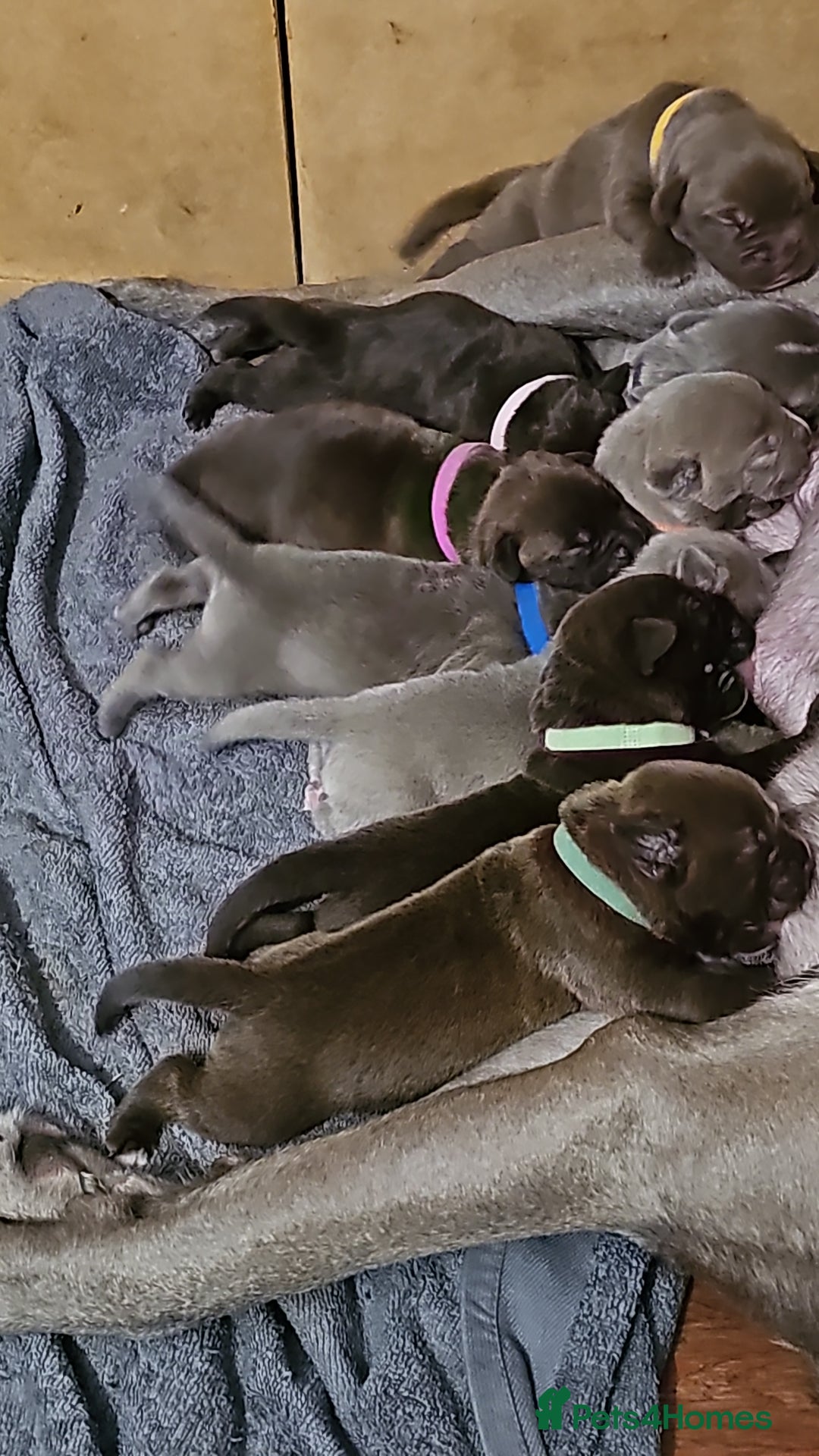 Mastiff dogs for sale: Mastiff Hybrids  - Image 1