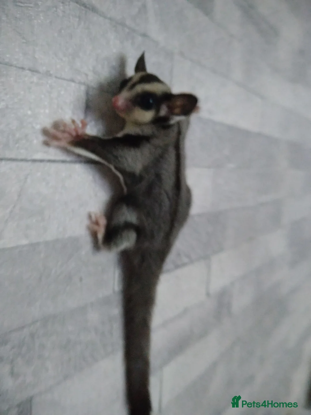 Sugar Glider rodents for sale: Stunning baby sugar gliders  - Advert 12