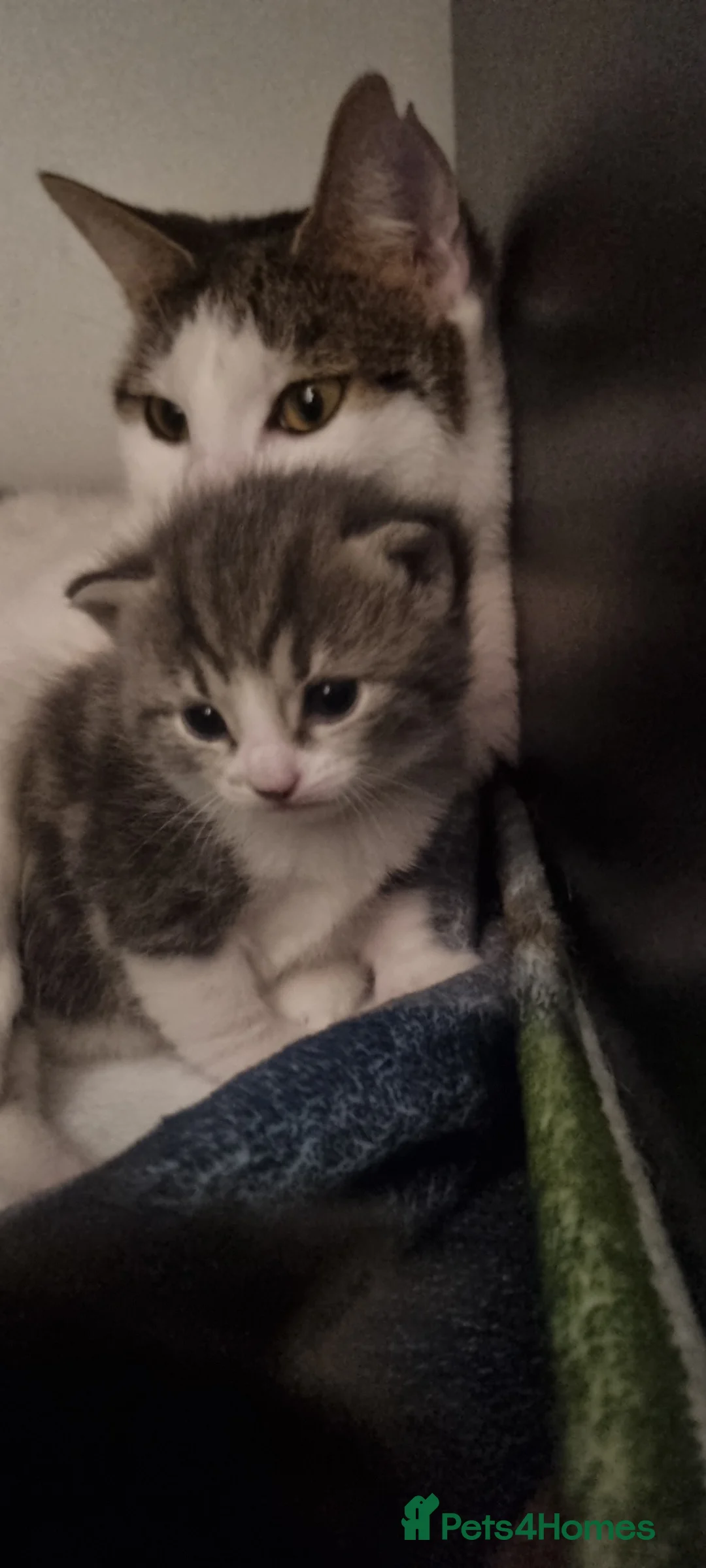 Mixed Breed cats for sale: kittens  in Newcastle upon Tyne - Advert 2