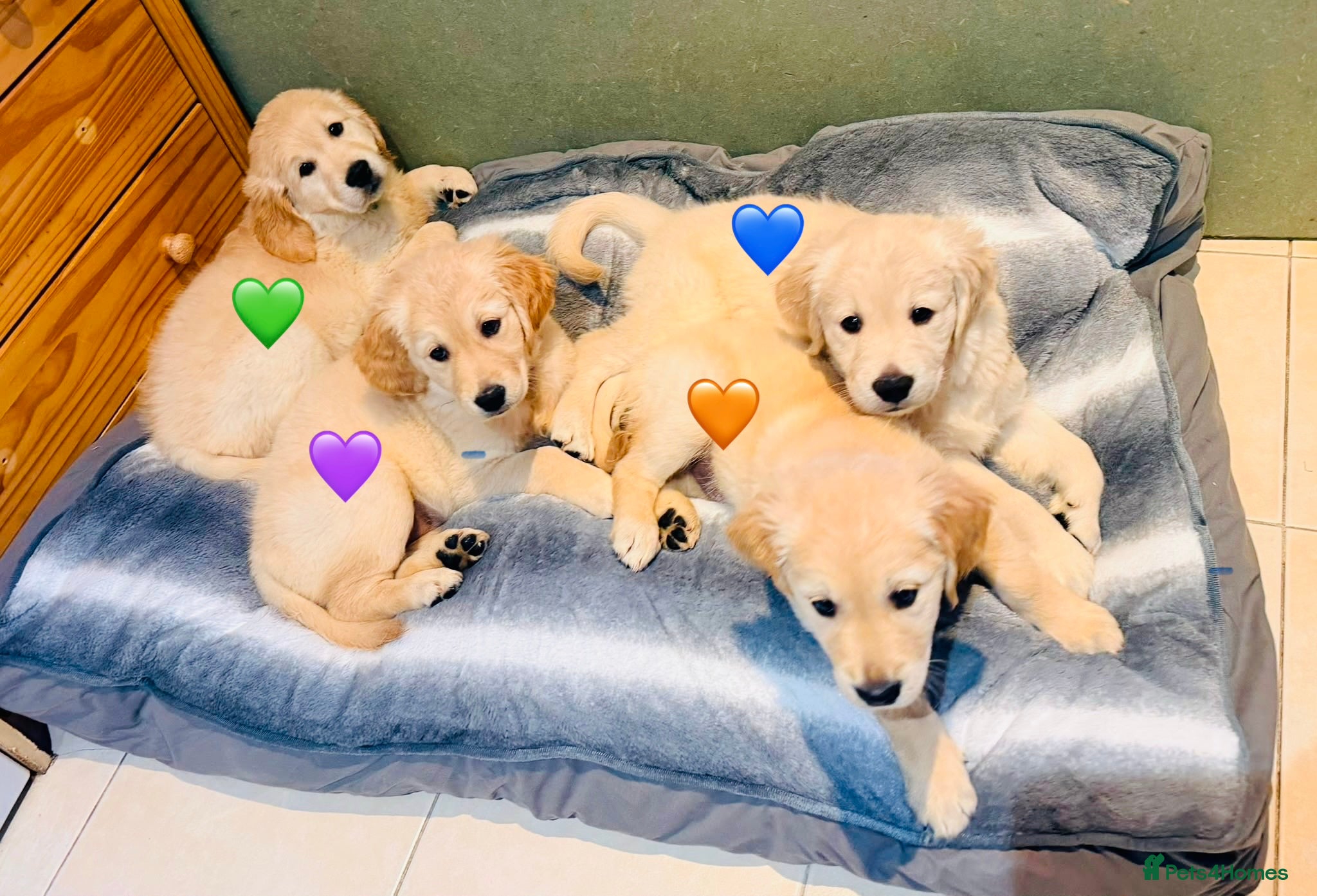 Golden Retriever dogs KC REGISTER GOLDEN RETRIEVERS PUPPIES - Advert 17