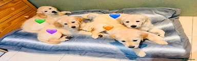 Golden Retriever GREEN 