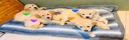 Golden Retriever dogs for sale: KC REGISTER GOLDEN RETRIEVERS PUPPIES - Advert 1