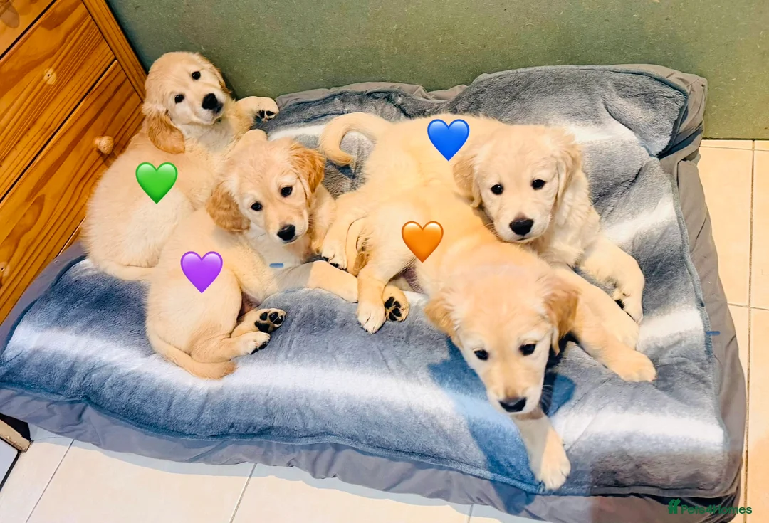 Golden Retriever dogs for sale: KC REGISTER GOLDEN RETRIEVERS PUPPIES - Advert 1