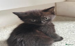 Mixed Breed cats for sale: 3  furbabies  looking for a forever home  - Image 3