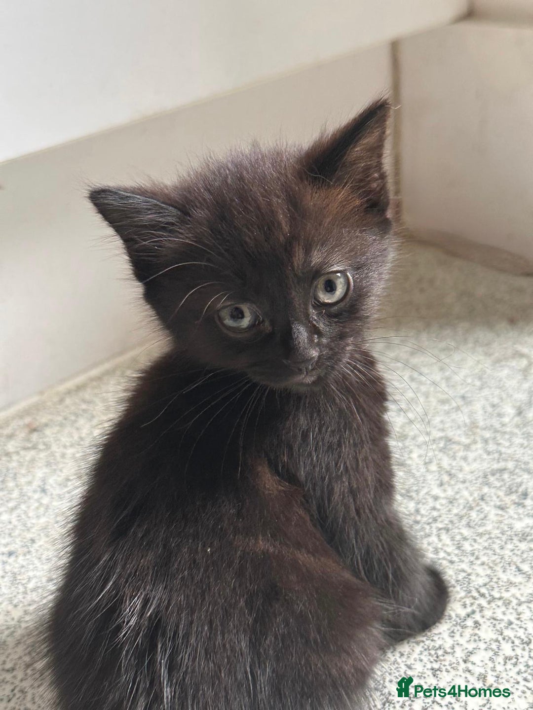 Mixed Breed cats for sale: 3  furbabies  looking for a forever home  - Image 3