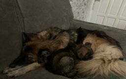 German Shepherd dogs for sale: Beautiful females! - Image 5