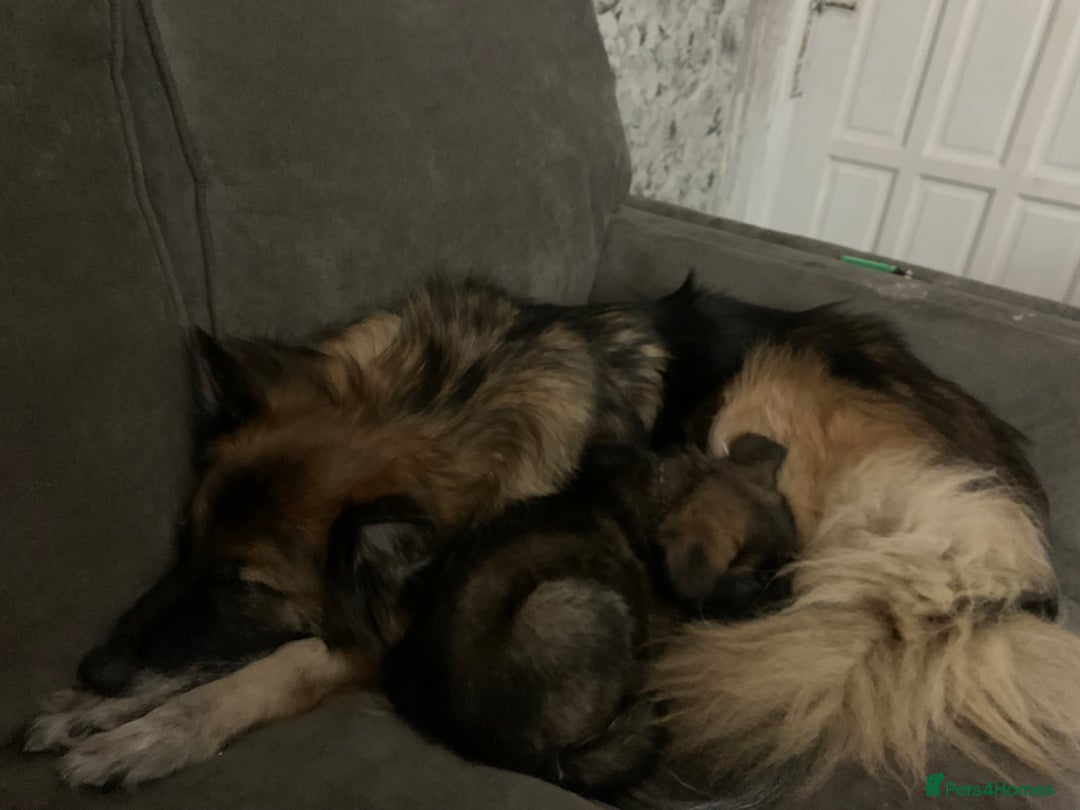 German Shepherd dogs for sale: Beautiful females! - Image 5