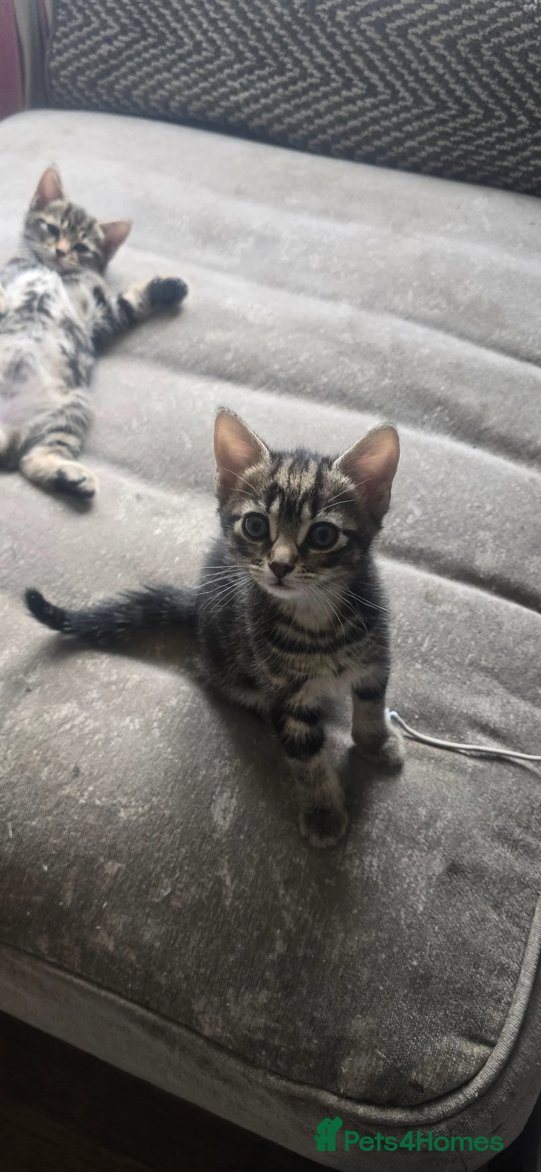 Mixed Breed cats for sale: 2 beautiful boy tabby  kittens  - Advert 2