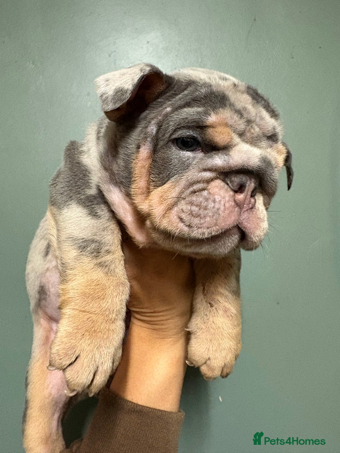 English Bulldog dogs for sale: *REDUCED* Blue & Tan English Bulldog Female - Advert 15