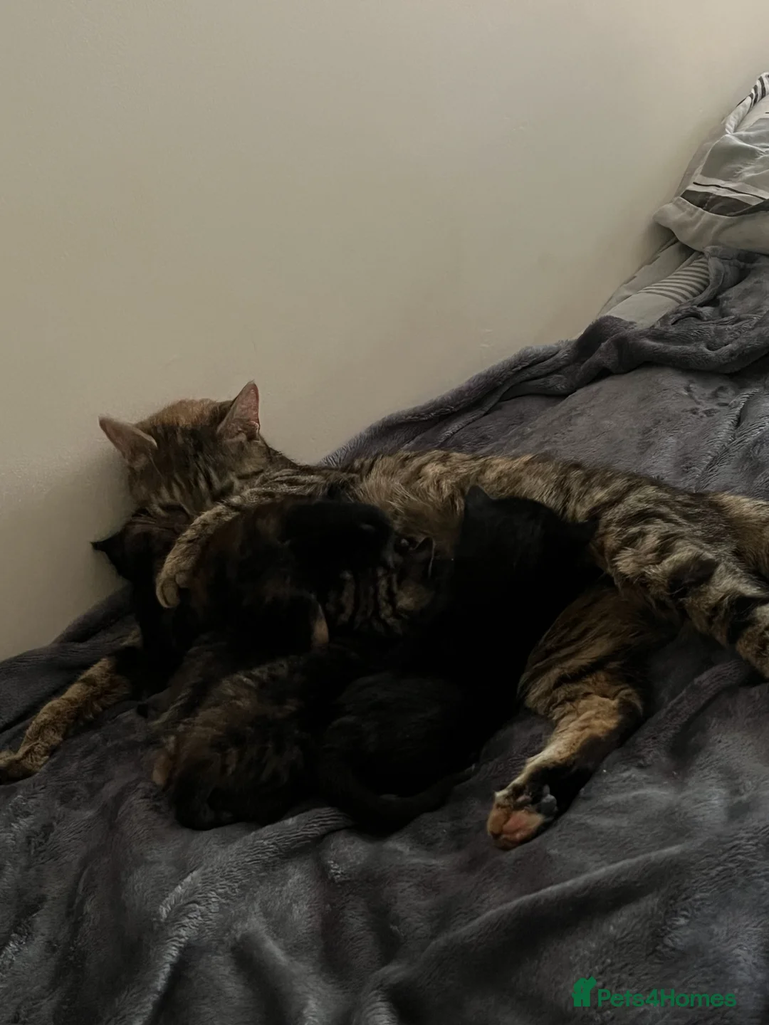 Mixed Breed cats for sale: Beautiful Tortoiseshell Kitten Marlie 💕 - Advert 8