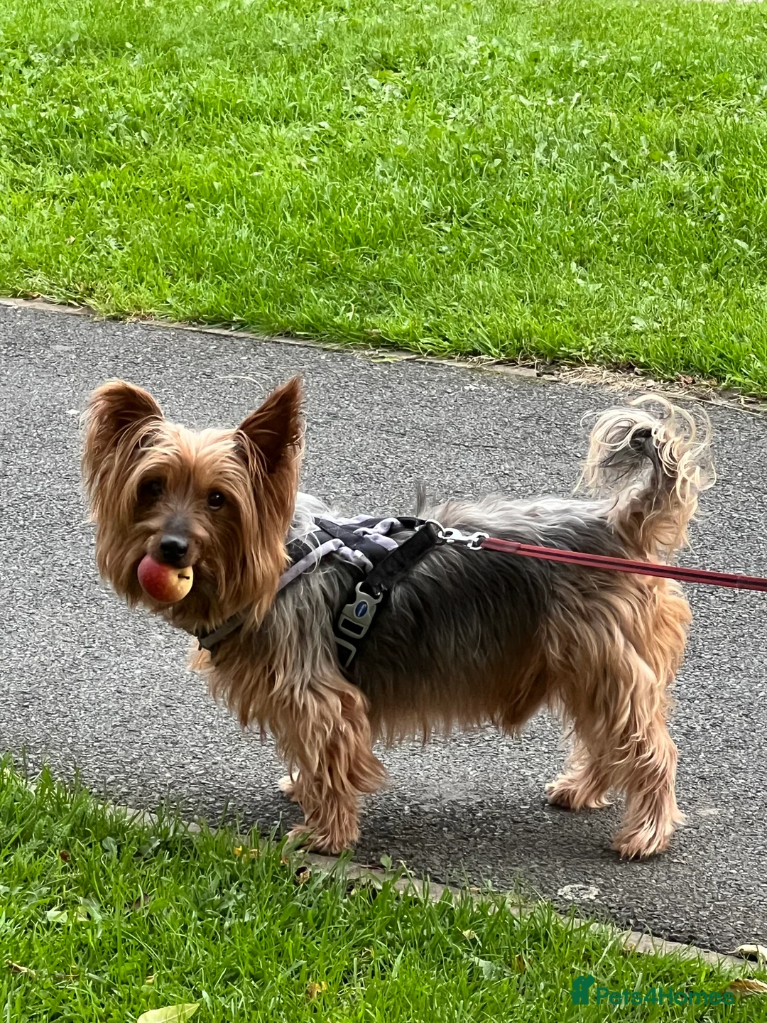 Yorkshire Terrier dogs for stud: Handsome Yorkie Buddy Available for Stud - Advert 6