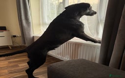 Labrador Retriever dogs for sale: 9 month old male Black Labrador  - Advert 5