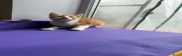 Mixed Breed cats for sale: 4 STUNNING KITTENS READY FOR A LOVING HOME - Advert 4