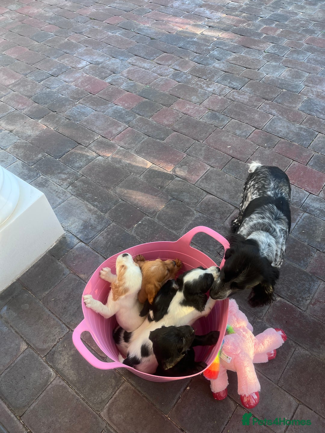 Cocker Spaniel dogs for sale: Cocker spaniels  - Image 1
