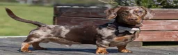 Miniature Dachshund dogs for stud: Dachshund Stud Available  - Advert 2
