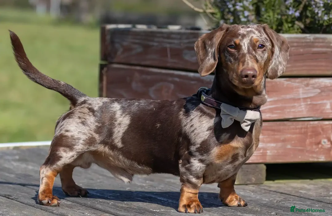 Miniature Dachshund dogs for stud: Dachshund Stud Available  - Advert 2