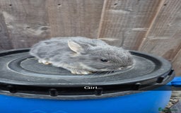 Lionhead rabbits for sale: Baby Lionhead rabbits 8 weeks old - Image 6